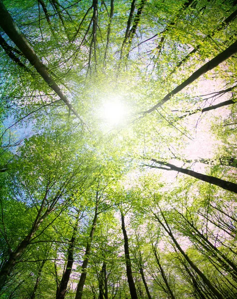 Árvores Verdes Fundo Floresta — Fotografia de Stock