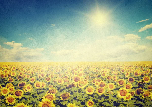 Fält Solrosor Och Blå Sol Himmel — Stockfoto