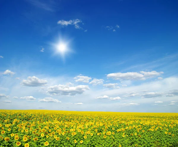 Поле Подсолнухов Голубое Солнце — стоковое фото