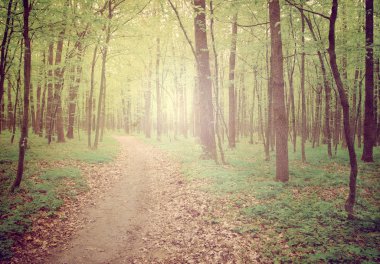 Yeşil yaz ormanlarında patika