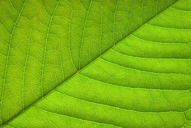 Yeşil yaprak dokusunu kapat