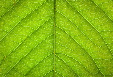 Yeşil yaprak dokusunu kapat