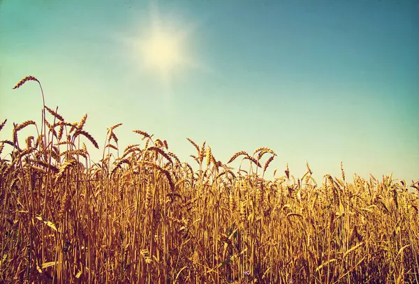 Ein Feld Aus Goldenem Weizen Und Blauem Himmel — Stockfoto