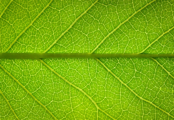 緑の葉の質感を閉じ — ストック写真