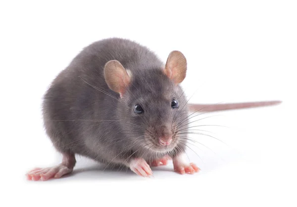 Ratte Nahaufnahme Isoliert Auf Weißem Hintergrund — Stockfoto