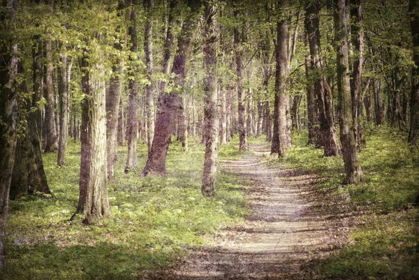 Beautiful Forest Path Trail Country Park Summer Day — Stock Photo, Image