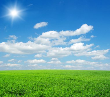 Yazın sonunda tamamen olgunlaşmış buğday tarlaları