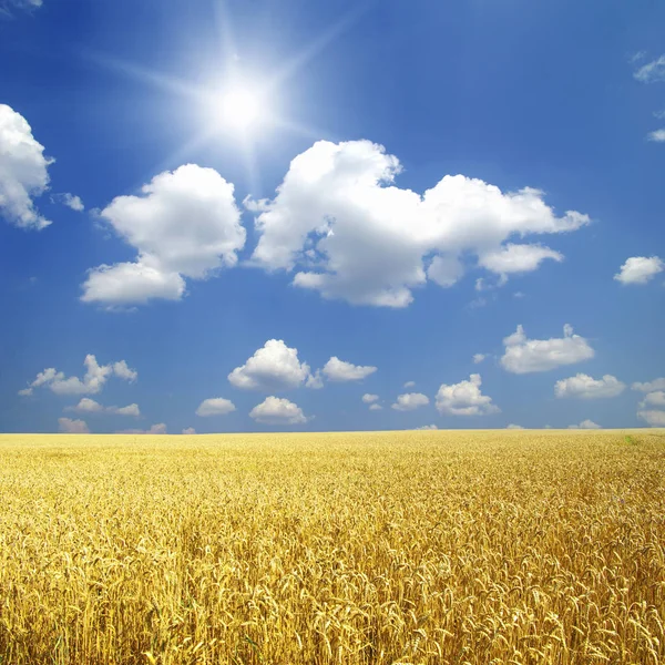 Campo Trigo Cielo Azul Con Sol —  Fotos de Stock