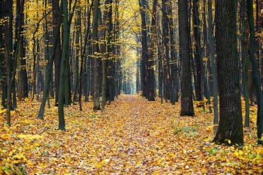 Sonbahar ormanının içinden geçen yol