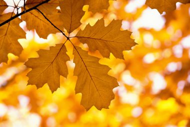 Sarı akçaağaç bir dal sonbahar yaprakları.