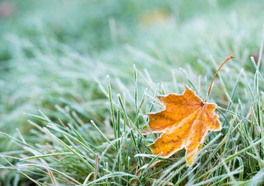 yaprak ve ot süsleyin.