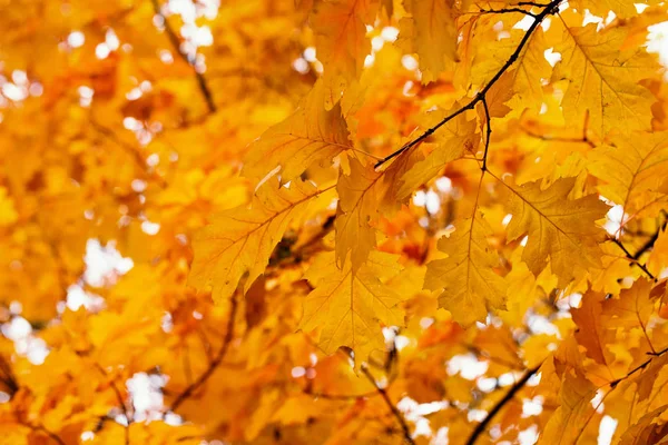 黄色枫叶在枝上秋 — 图库照片