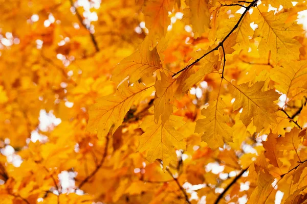 Feuilles Érable Jaunes Sur Une Brindille Automne — Photo