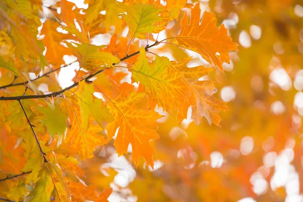 Autunno acero foglie su sfondo — Foto Stock