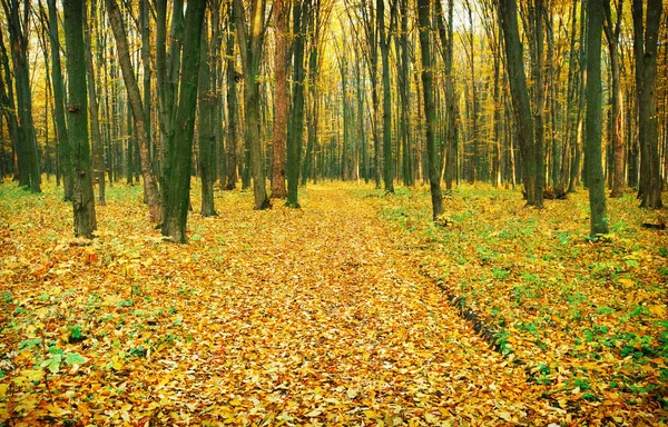 Pad door het herfstbos — Stockfoto
