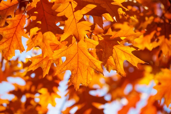 Automne Feuilles Fond Sur Forêt — Photo