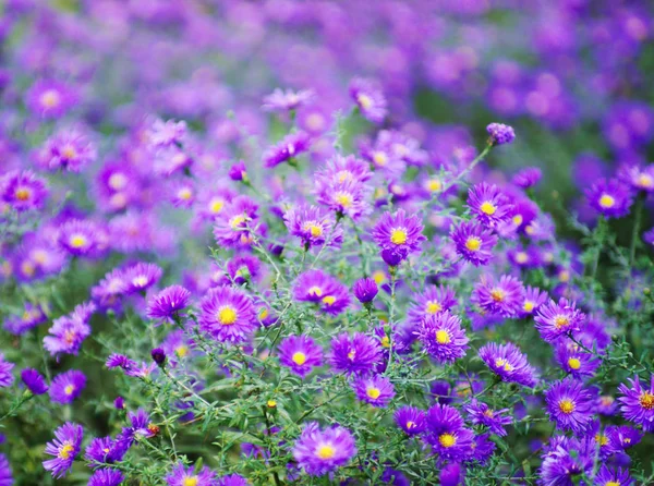 Une Photo Fleurs Chrysanthème Dans Jardin Automne — Photo