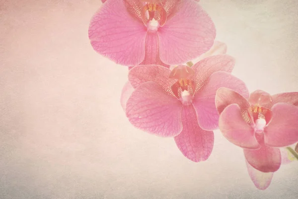 Pink Orchid Isolated Retro Background — Stock Photo, Image