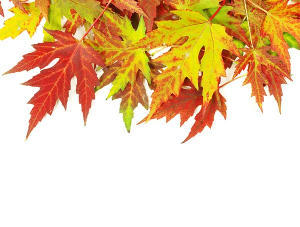 Herfst esdoorn bladeren op wit — Stockfoto