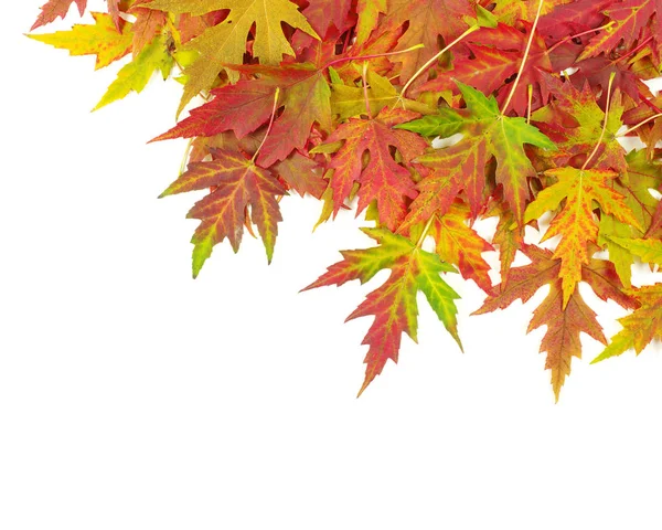 Folhas de bordo de outono em branco — Fotografia de Stock