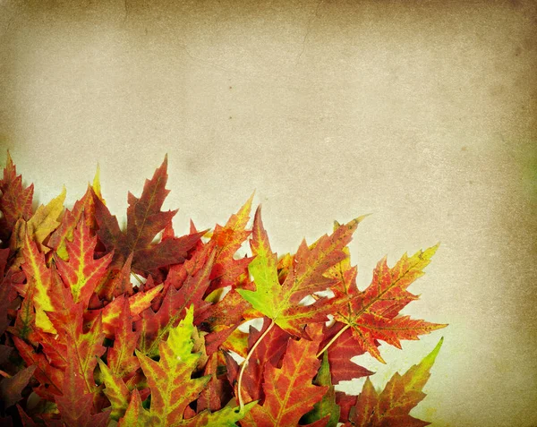 Autumn Maple Leaves Old Paper — Stock Photo, Image