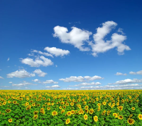 Ayçiçeği tarlası ve mavi güneş gökyüzü — Stok fotoğraf