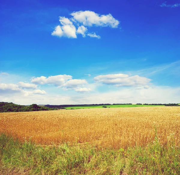 Pole pszenicy złoty i niebieski niebo — Zdjęcie stockowe