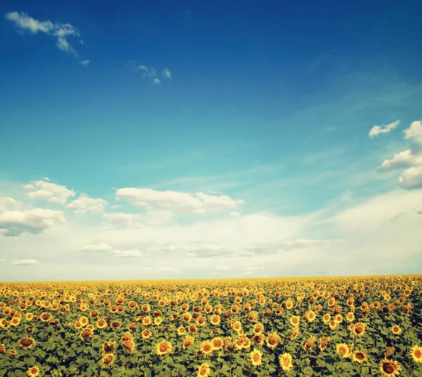 Sonnenblumenfeld und blauer Sonnenhimmel — Stockfoto