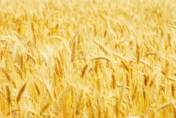 Fields Wheat End Summer Fully Ripe — Stock Photo, Image