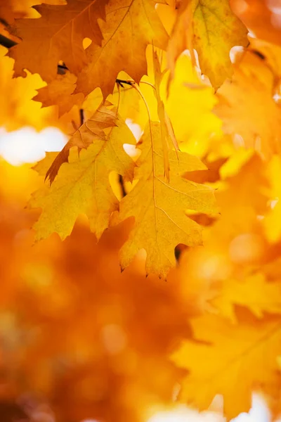 秋の森の枝に葉 — ストック写真
