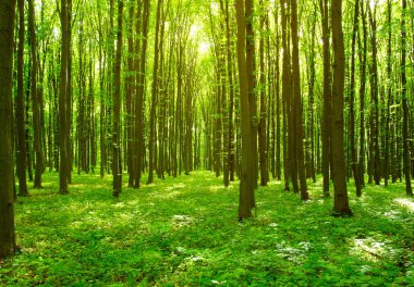 Bahar yeşil bir ormandaki