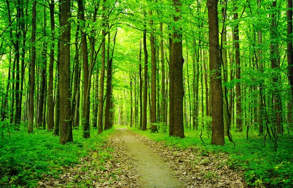 Path in green summer forest — Stock Photo, Image