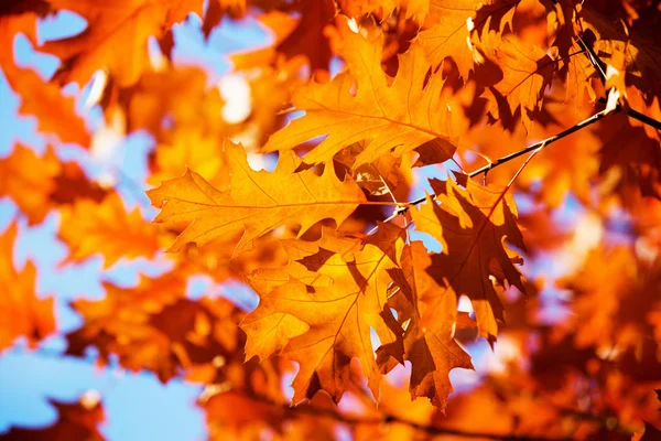 Hojas Las Ramas Bosque Otoño —  Fotos de Stock