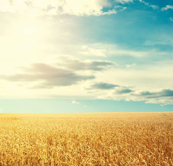 Buğday tarlası ve güneşli mavi gökyüzü — Stok fotoğraf