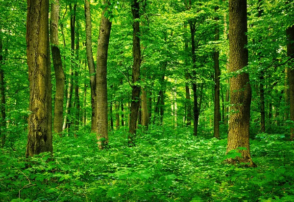 Paisaje forestal por la mañana — Foto de Stock