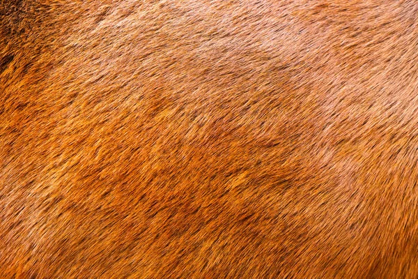 Dokulu Kahverengi Atı Kapatın — Stok fotoğraf