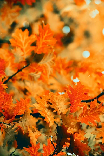 秋天森林里树枝上的叶子 — 图库照片