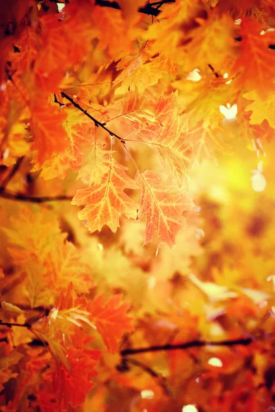 Blätter Auf Den Zweigen Herbstlichen Wald — Stockfoto