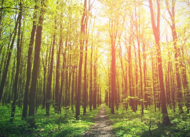 Yeşil orman güneşli bir günde