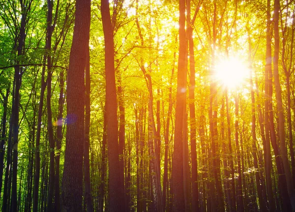 Träd i en grön skog under våren — Stockfoto