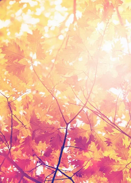 秋天森林里树枝上的叶子 — 图库照片