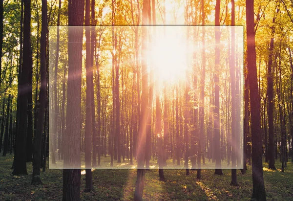 金色秋天森林与阳光 — 图库照片