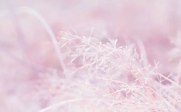Winterhintergrund Morgenfrost Auf Dem Gras — Stockfoto