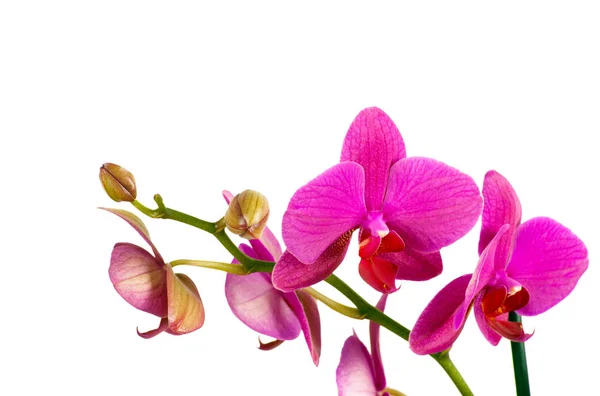 Zweig von violetten Orchideen isoliert auf weiß — Stockfoto