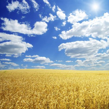 Buğday tarlası ve güneşli mavi gökyüzü