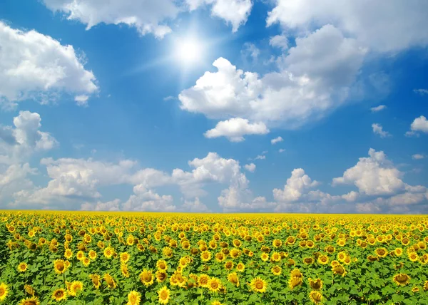 Поле подсолнухов и голубое солнце — стоковое фото