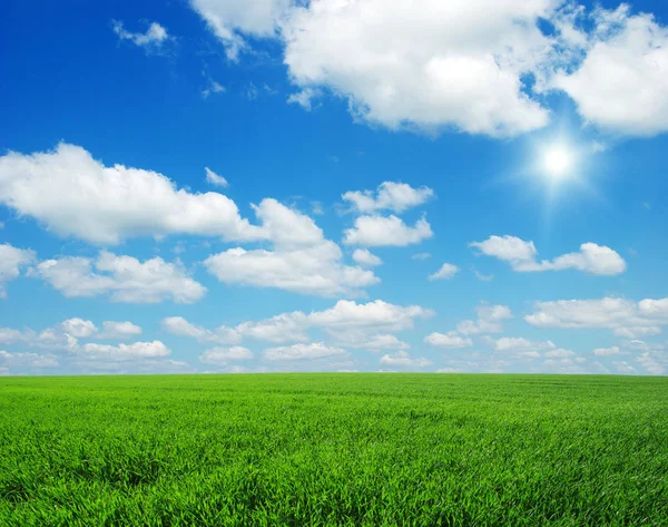 Green Field Blue Sky Sun — Stock Photo, Image