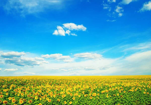 Поле Подсолнухов Голубое Солнце — стоковое фото
