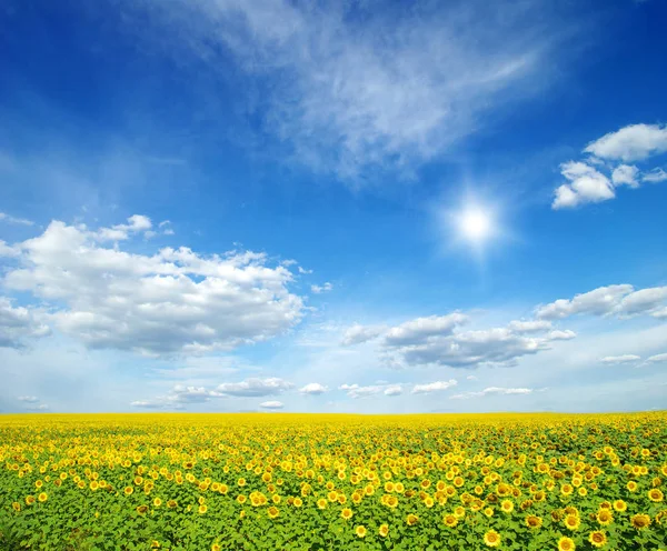 Campo Girasoles Sol Azul —  Fotos de Stock