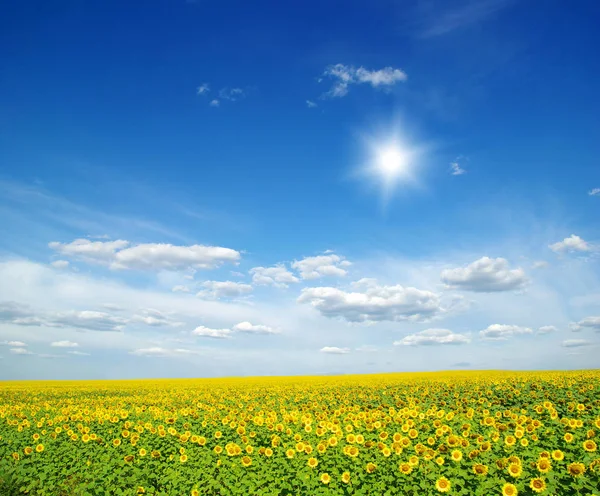 Campo Girasoli Sole Blu — Foto Stock